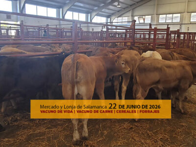 Análisis de la lonja y mercado de ganado vacuno para vida y para carne de Salamanca 22 de junio de 2026