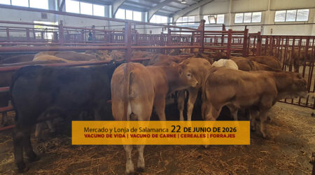 Análisis de la lonja y mercado de ganado vacuno para vida y para carne de Salamanca 22 de junio de 2026