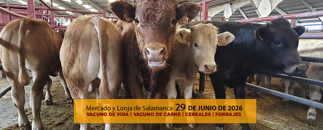 Análisis de la lonja y el mercado de ganado vacuno de vida y carne en Salamanca 29 de junio de 2026