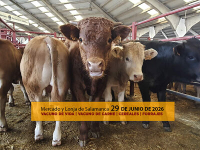 Análisis de la lonja y el mercado de ganado vacuno de vida y carne en Salamanca 29 de junio de 2026