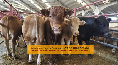 Análisis de la lonja y el mercado de ganado vacuno de vida y carne en Salamanca 29 de junio de 2026