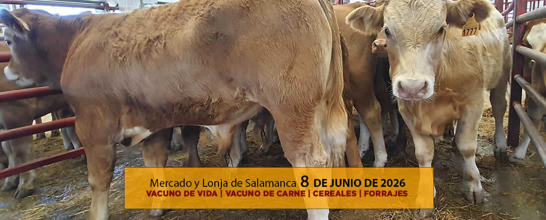 Análisis de la lonja y mercado de ganado vacuno de vida y carne de Salamanca 8 de junio de 2026