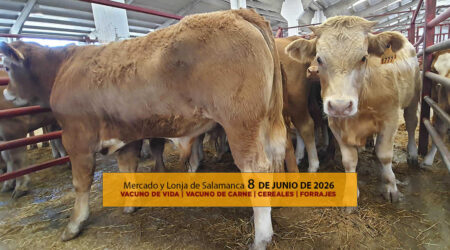 Análisis de la lonja y mercado de ganado vacuno de vida y carne de Salamanca 8 de junio de 2026