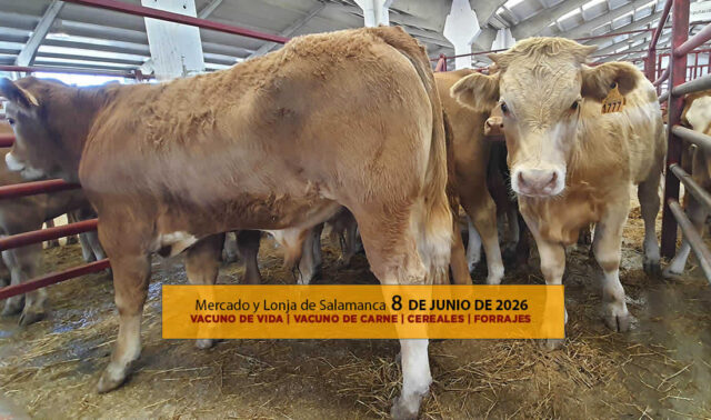 Análisis de la lonja y mercado de ganado vacuno de vida y carne de Salamanca 8 de junio de 2026