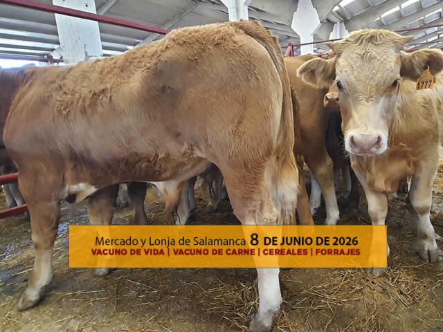 Análisis de la lonja y mercado de ganado vacuno de vida y carne de Salamanca 8 de junio de 2026