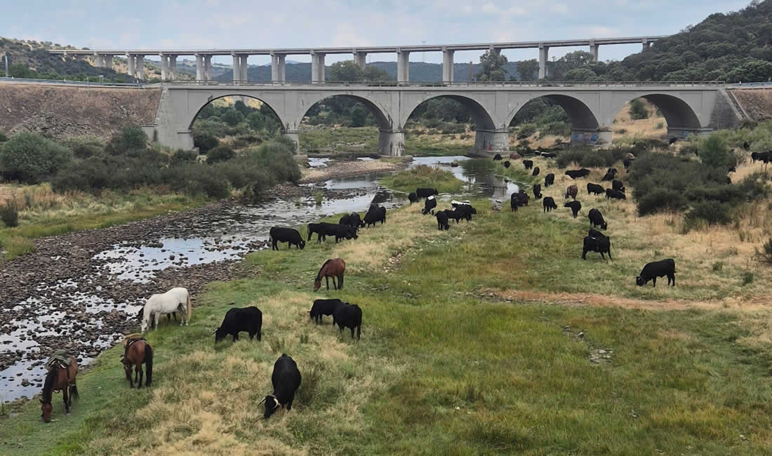 “La trashumancia: un viaje milenario que sigue recorriendo España.”