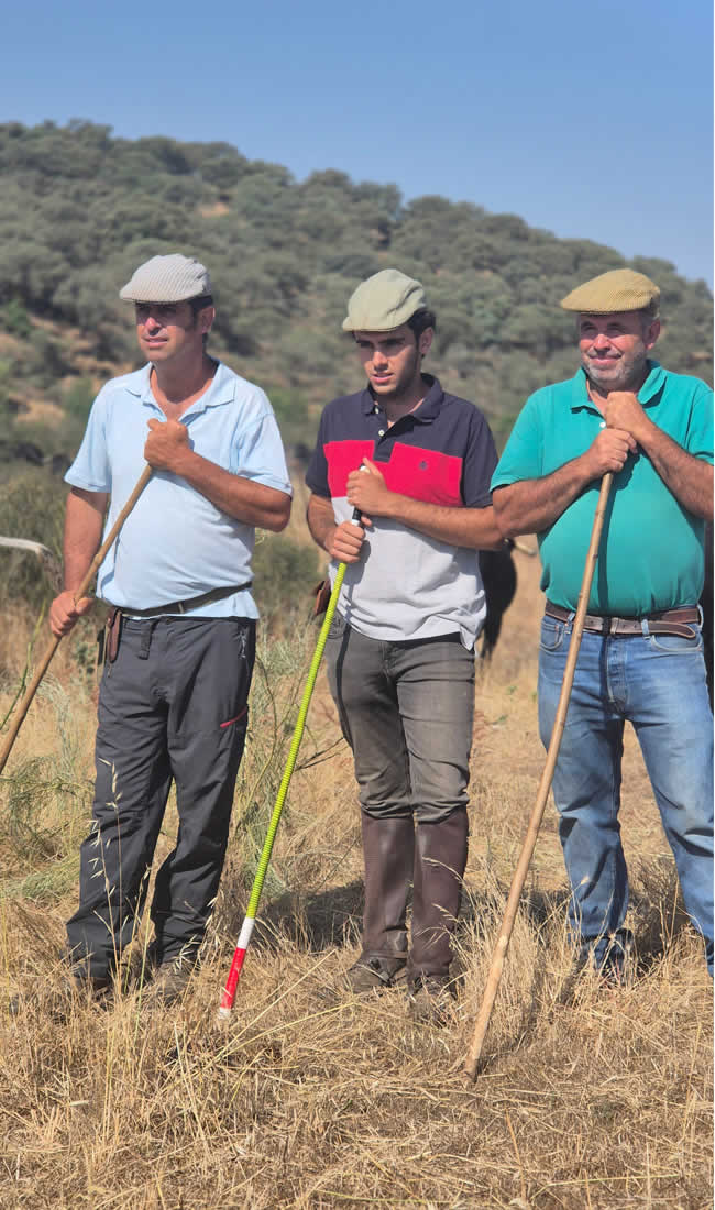 “La trashumancia: un viaje milenario que sigue recorriendo España.”