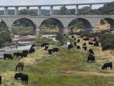 “La trashumancia: un viaje milenario que sigue recorriendo España.”