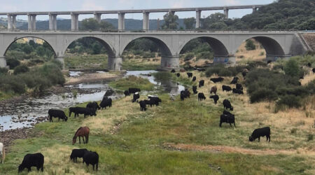 “La trashumancia: un viaje milenario que sigue recorriendo España.”