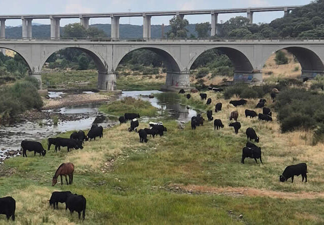 “La trashumancia: un viaje milenario que sigue recorriendo España.”