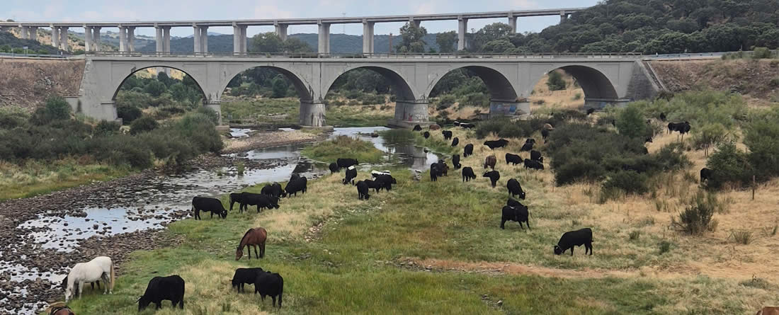 “La trashumancia: un viaje milenario que sigue recorriendo España.”