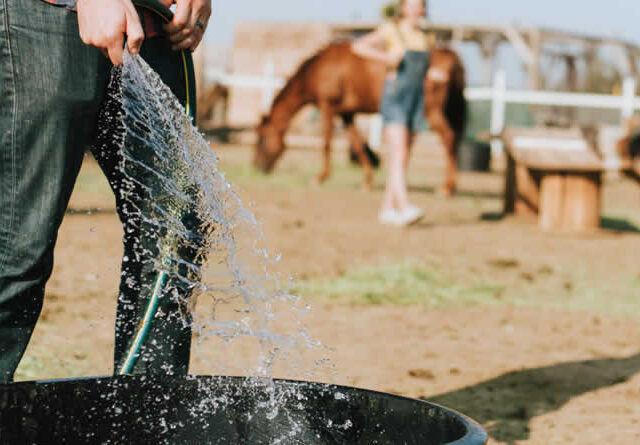 Unión de Uniones alerta sobre las mermas en producción de la ganadería por las altas temperaturas