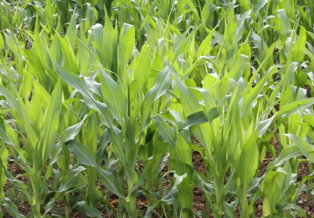 UPA valora la luz verde definitiva a las NGT: “Esperamos que nos ayuden a ser más sostenibles y rentables”