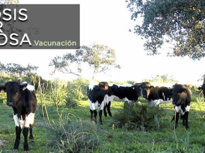 Autorizada una nueva compra de vacunas contra la dermatosis nodular contagiosa por casi un millón de euros