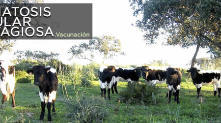 Autorizada una nueva compra de vacunas contra la dermatosis nodular contagiosa por casi un millón de euros