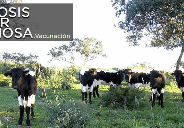 Autorizada una nueva compra de vacunas contra la dermatosis nodular contagiosa por casi un millón de euros