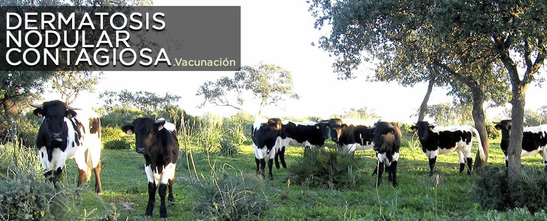 Autorizada una nueva compra de vacunas contra la dermatosis nodular contagiosa por casi un millón de euros