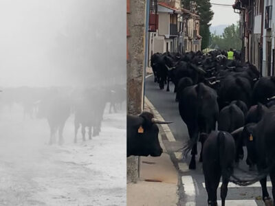 La mirada femenina vuelve a conquistar la trashumancia en el XVIII Concurso Fotográfico, en el Año Internacional de los Pastos y los Pastores