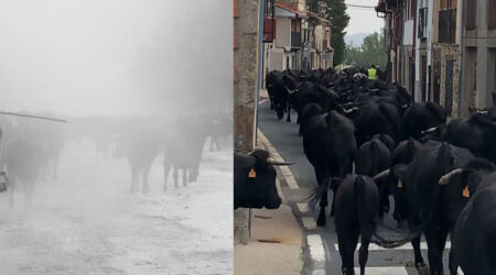 La mirada femenina vuelve a conquistar la trashumancia en el XVIII Concurso Fotográfico, en el Año Internacional de los Pastos y los Pastores