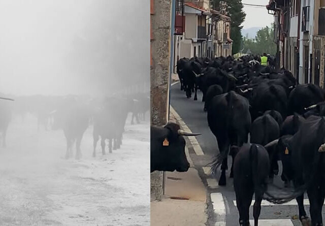 La mirada femenina vuelve a conquistar la trashumancia en el XVIII Concurso Fotográfico, en el Año Internacional de los Pastos y los Pastores