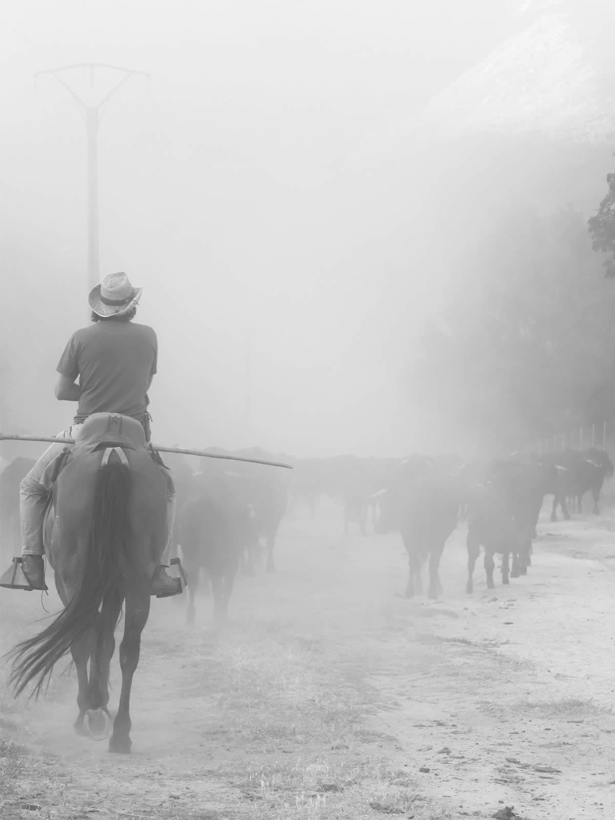 La mirada femenina vuelve a conquistar la trashumancia en el XVIII Concurso Fotográfico, en el Año Internacional de los Pastos y los Pastores