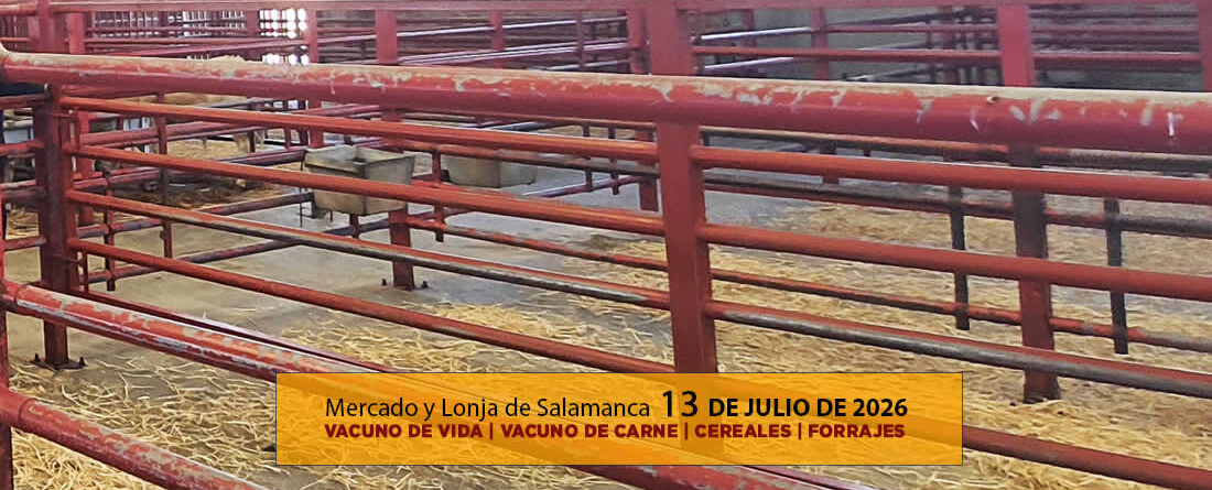 Análisis de la lonja y mercado de ganado vacuno para vida y carne de Salamanca 13 de julio de 2026