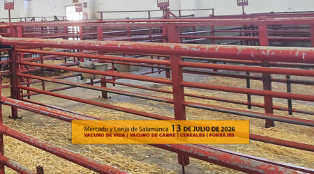 Análisis de la lonja y mercado de ganado vacuno para vida y carne de Salamanca 13 de julio de 2026