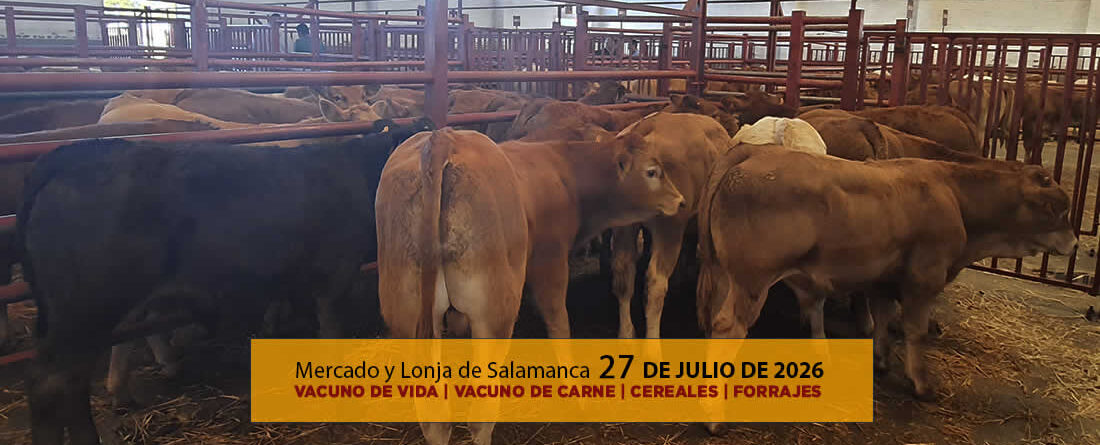 Análisis de la lonja y mercado de ganado vacuno para vida y para carne de Salamanca 27 de julio de 2026