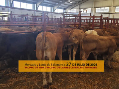 Análisis de la lonja y mercado de ganado vacuno para vida y para carne de Salamanca 27 de julio de 2026