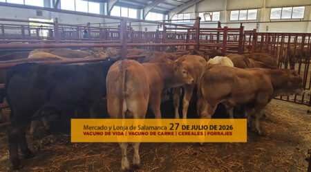 Análisis de la lonja y mercado de ganado vacuno para vida y para carne de Salamanca 27 de julio de 2026