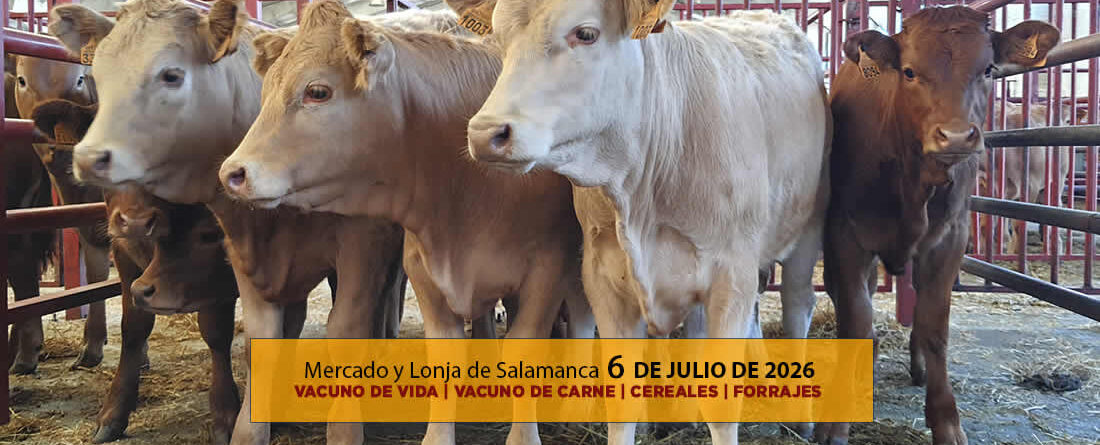 Análisis de la lonja y mercado de ganado vacuno de vida y de carne en Salamanca 6 de julio de 2026