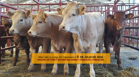 Análisis de la lonja y mercado de ganado vacuno de vida y de carne en Salamanca 6 de julio de 2026