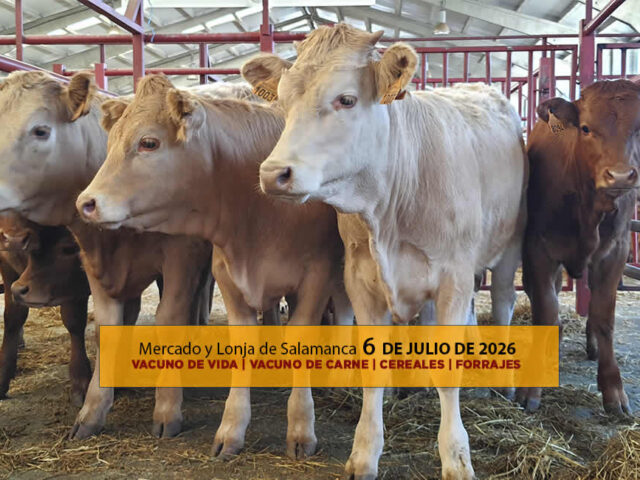Análisis de la lonja y mercado de ganado vacuno de vida y de carne en Salamanca 6 de julio de 2026