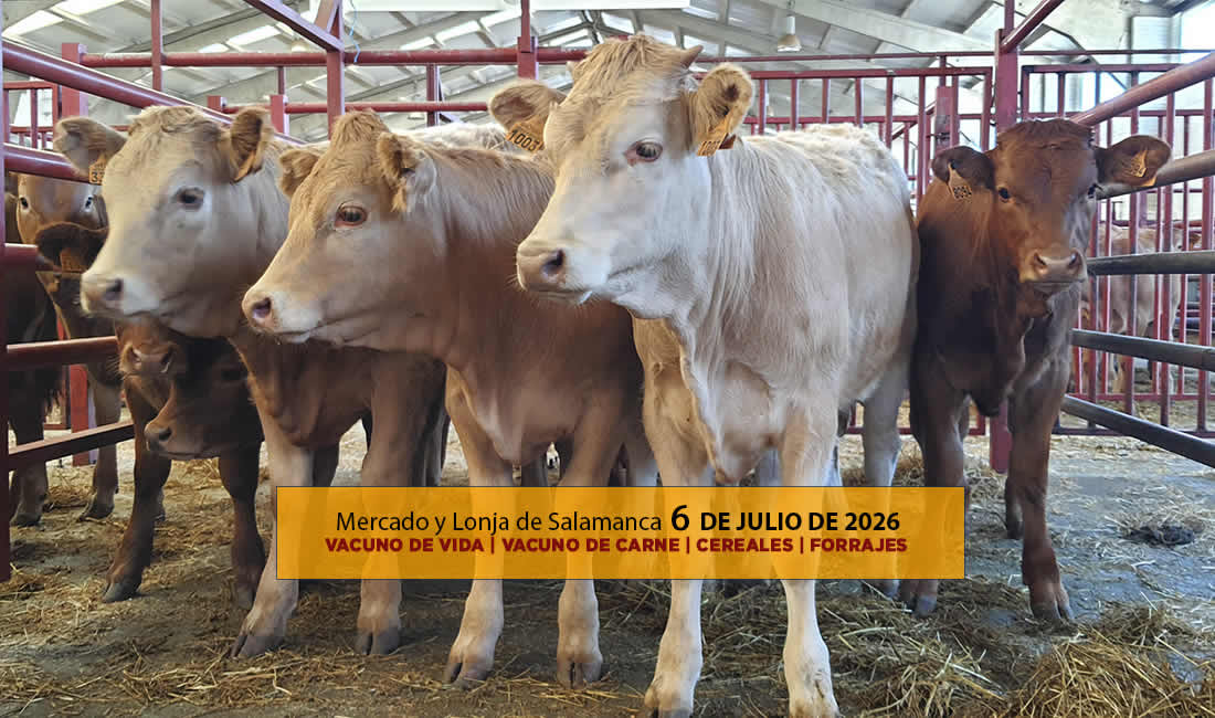 Análisis de la lonja y mercado de ganado vacuno de vida y de carne en Salamanca 6 de julio de 2026
