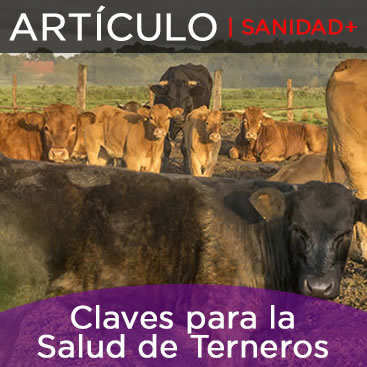 Artículo Premium sobre la salud de los terneros