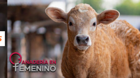 Zoetis organiza un webinar sobre ecografía torácica para la detección temprana de neumonía subclínica en rumiantes