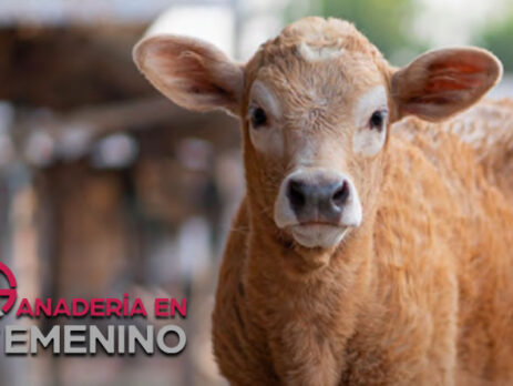Zoetis organiza un webinar sobre ecografía torácica para la detección temprana de neumonía subclínica en rumiantes