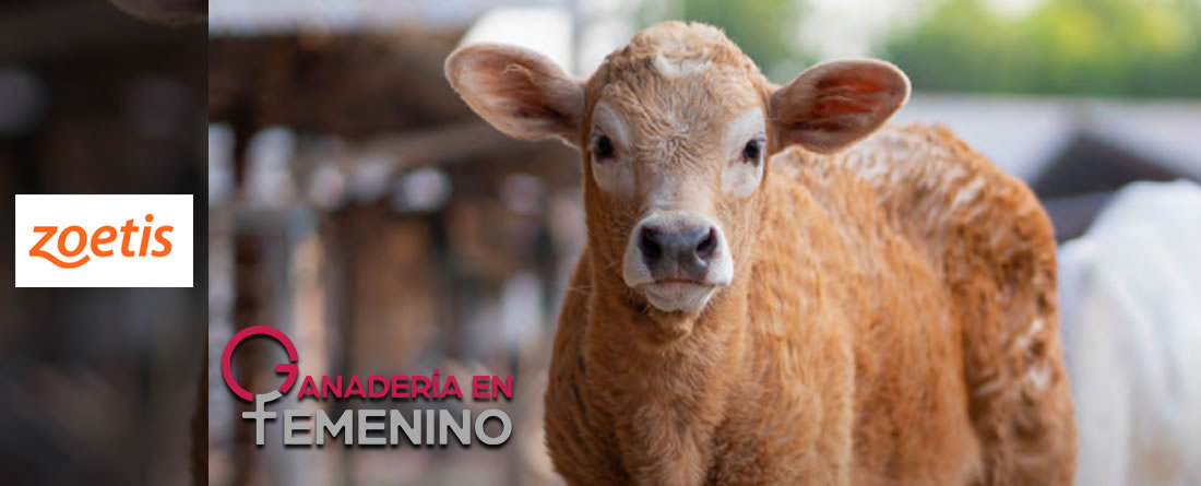 Zoetis organiza un webinar sobre ecografía torácica para la detección temprana de neumonía subclínica en rumiantes