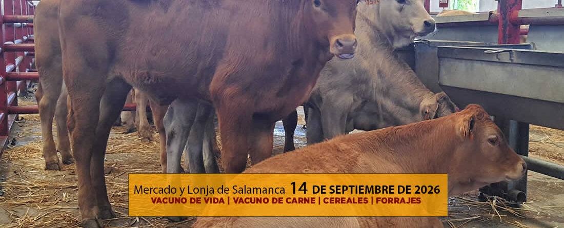Análisis de la lonja y mercado de ganado vacuno para vida y para carne de Salamanca 14 de septiembre