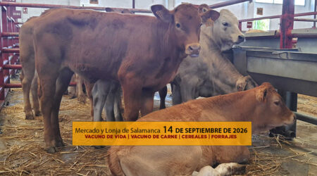 Análisis de la lonja y mercado de ganado vacuno para vida y para carne de Salamanca 14 de septiembre
