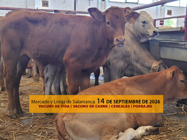 Análisis de la lonja y mercado de ganado vacuno para vida y para carne de Salamanca 14 de septiembre