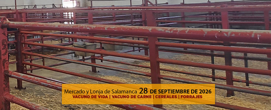 Análisis de la lonja y mercado de ganado vacuno para vida y para carne de Salamanca 28 de septiembre de 2026