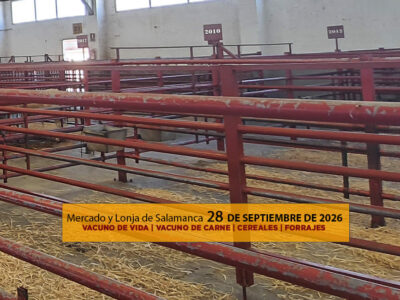 Análisis de la lonja y mercado de ganado vacuno para vida y para carne de Salamanca 28 de septiembre de 2026