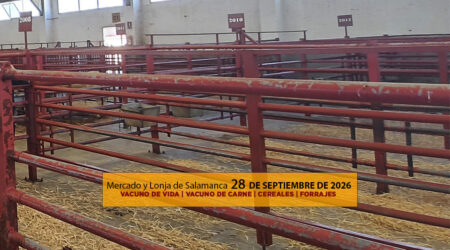 Análisis de la lonja y mercado de ganado vacuno para vida y para carne de Salamanca 28 de septiembre de 2026