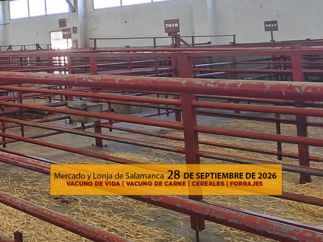 Análisis de la lonja y mercado de ganado vacuno para vida y para carne de Salamanca 28 de septiembre de 2026