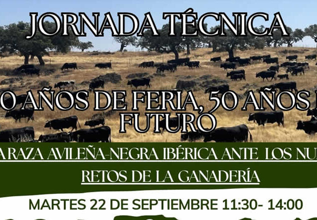 La raza Avileña-Negra Ibérica celebra en Ávila 50 años de concurso subasta nacional de la raza