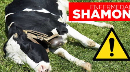 Detectan la enfermedad Shamonda tipo 1 en varias explotaciones de vacuno
