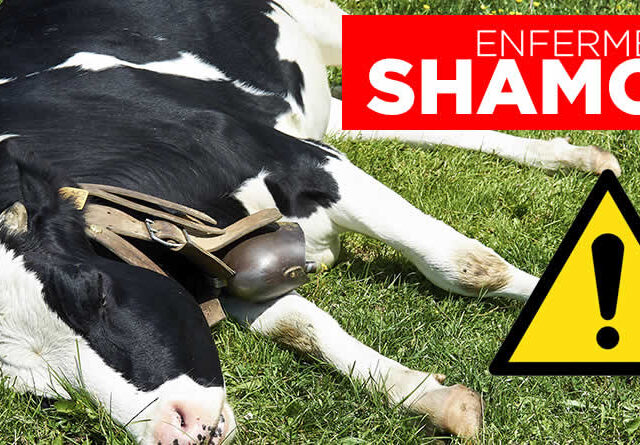 Detectan la enfermedad Shamonda tipo 1 en varias explotaciones de vacuno