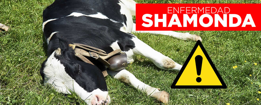 Detectan la enfermedad Shamonda tipo 1 en varias explotaciones de vacuno