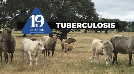 La Asociación 19 de Abril cuestiona que el Ministerio insista en la erradicación de la tuberculosis bovina sin tener en cuenta la realidad de la ganadería extensiva